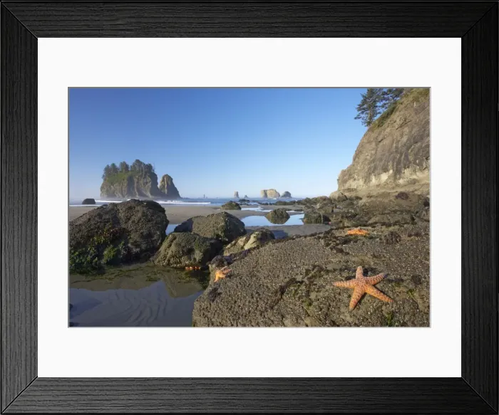 Framed Print : Offsore Sea Stacks and Tidepools with Ochre Sea Stars Second Beach Olympic National Park, Washington State USA LA001587 Framed Print : Offsore Sea Stacks and Tidepools with Ochre Sea Stars Second Beach Olympic National Park, Washington State USA LA001587