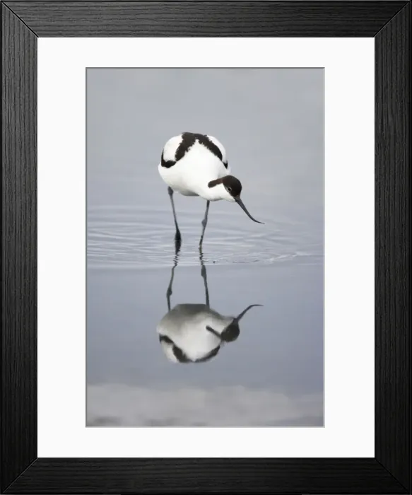 Framed Print : Avocet - Feeding Recurvirostra avocetta Texel, Netherlands BI014035 Framed Print : Avocet - Feeding Recurvirostra avocetta Texel, Netherlands BI014035