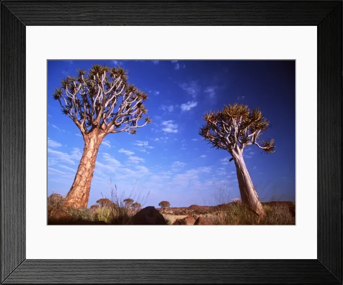 Framed Print : Kokerboom / Quiver / Aloe Trees - forest Framed Print : Kokerboom / Quiver / Aloe Trees - forest