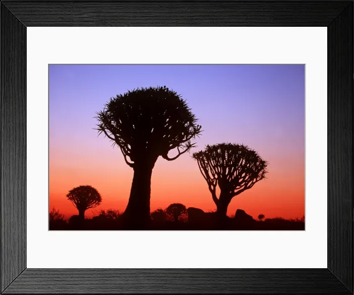 Framed Print : Kokerboom / Quiver / Aloe Tree - forest after sunset Framed Print : Kokerboom / Quiver / Aloe Tree - forest after sunset
