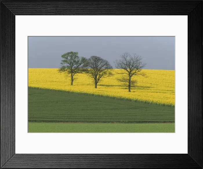 Framed Print : Rape Fields and Trees - Essex, UK LA002162 Framed Print : Rape Fields and Trees - Essex, UK LA002162