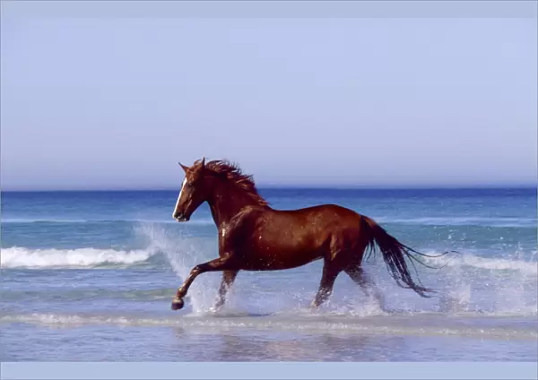 Horse - trotting through waves in sea
