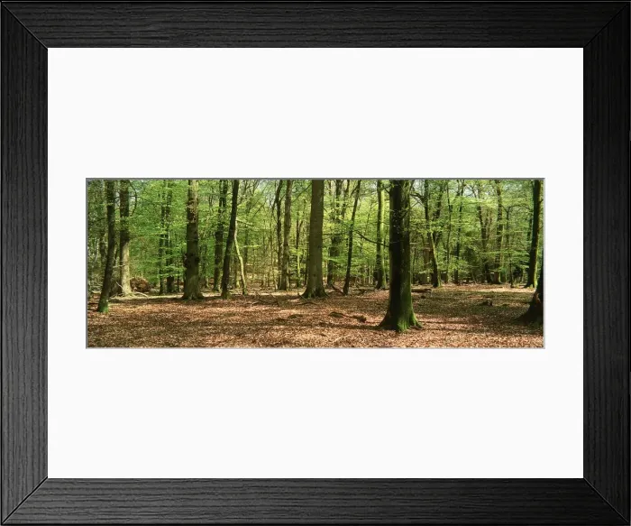 Framed Print : WOODLAND - Spring foliage in New Forest Framed Print : WOODLAND - Spring foliage in New Forest