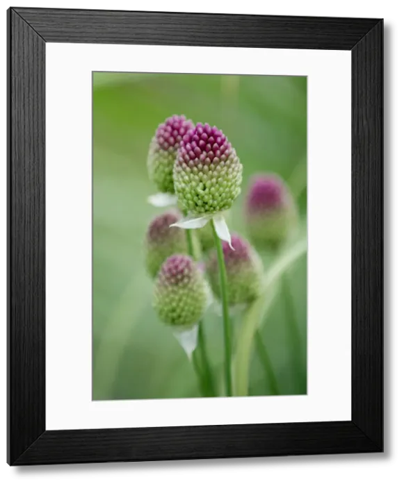 Framed Print : Allium sphaerocephalon - This round-headed leek is much loved by bees. Kent garden, UK. July Framed Print : Allium sphaerocephalon - This round-headed leek is much loved by bees. Kent garden, UK. July