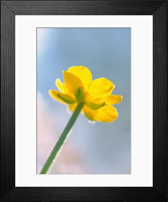 Framed Print : Creeping Buttercup - flower against sky Norfolk UK Framed Print : Creeping Buttercup - flower against sky Norfolk UK