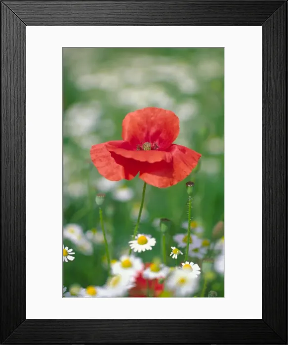 Framed Print : Common Poppy in Mayweed Framed Print : Common Poppy in Mayweed