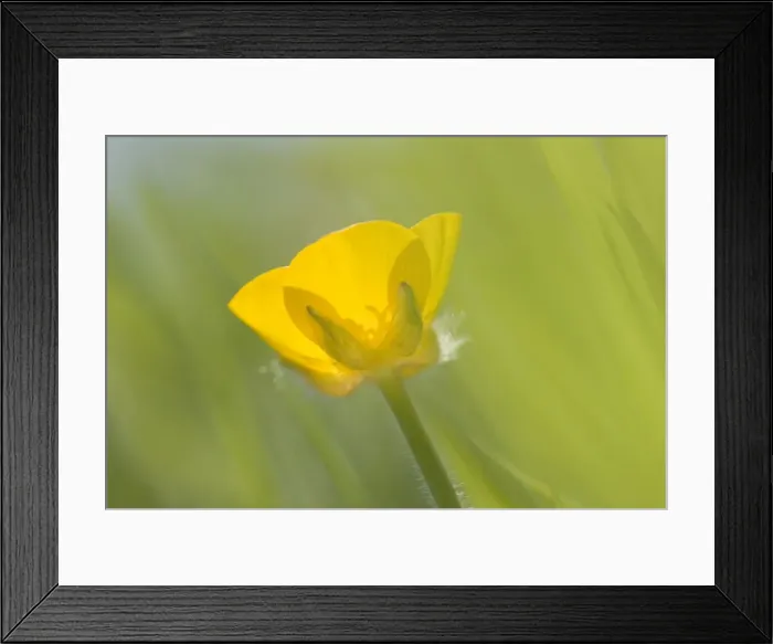 Framed Print : Creeping Buttercup Flower Norfolk UK Framed Print : Creeping Buttercup Flower Norfolk UK