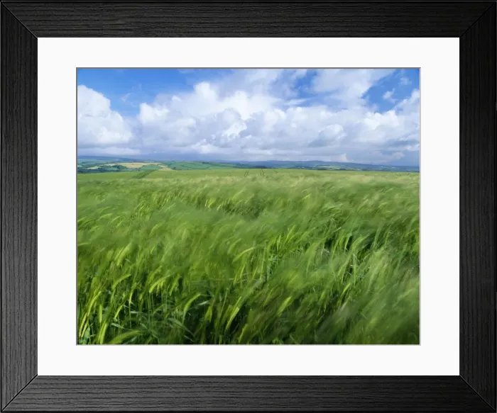 Framed Print : Barlwy Field - with blue sky & clouds UK Framed Print : Barlwy Field - with blue sky & clouds UK