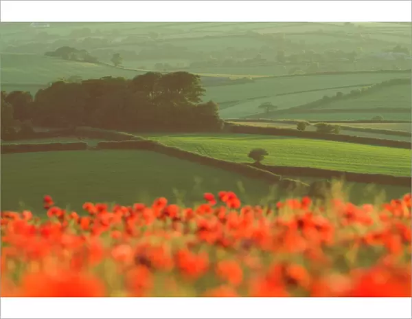 Dense out-of-focus Poppies in cereal crop, Devon, agricultural landscape beyond, UK