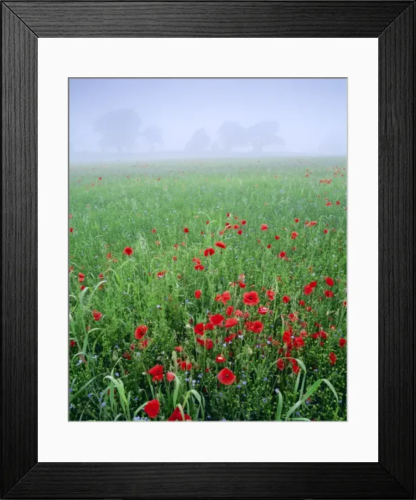 Framed Print : Mixed crops. Common POPPIES - with flowering linseed Framed Print : Mixed crops. Common POPPIES - with flowering linseed