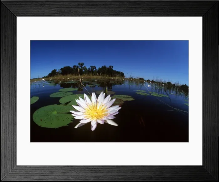 Framed Print : DAY WATERLILY - close-up, water scenic Framed Print : DAY WATERLILY - close-up, water scenic