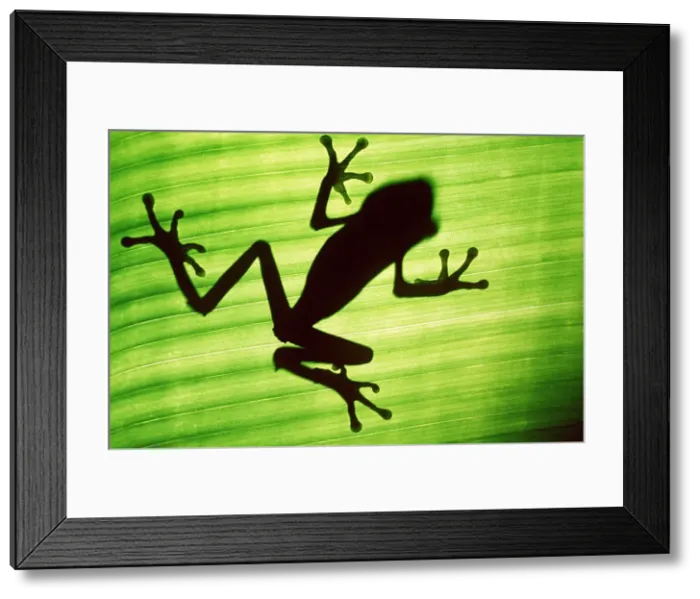 Framed Print : TREEFROG - Silhouette through underside of leaf Framed Print : TREEFROG - Silhouette through underside of leaf