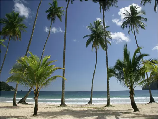 Palm trees on Maracas beach - north coast of Trinidad