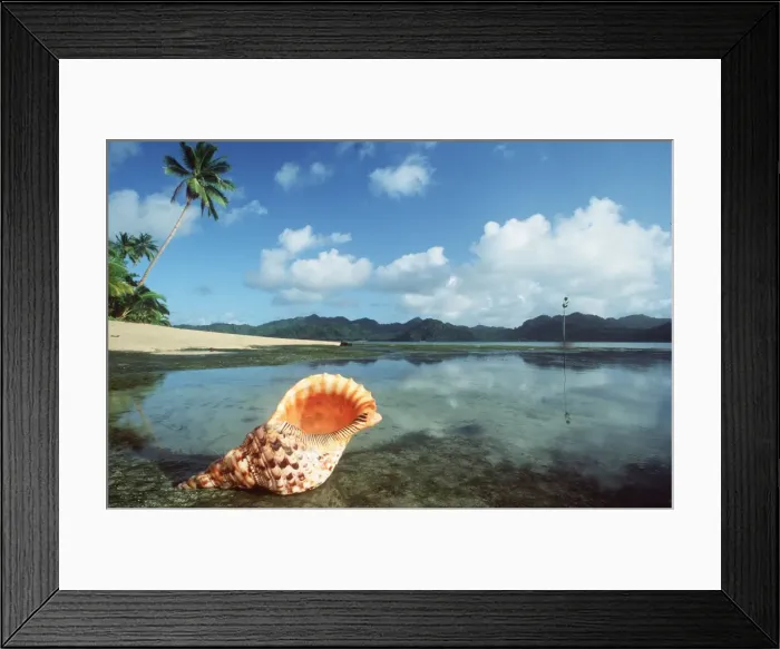 Framed Print : GIANT TRITON SHELL Framed Print : GIANT TRITON SHELL