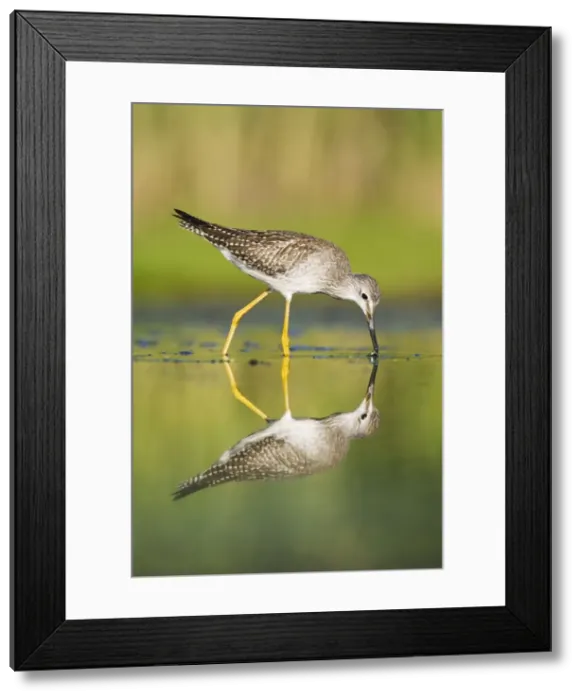 Framed Print : Lesser Yellowlegs - in August at Jamaica Bay NWR - NY - USA