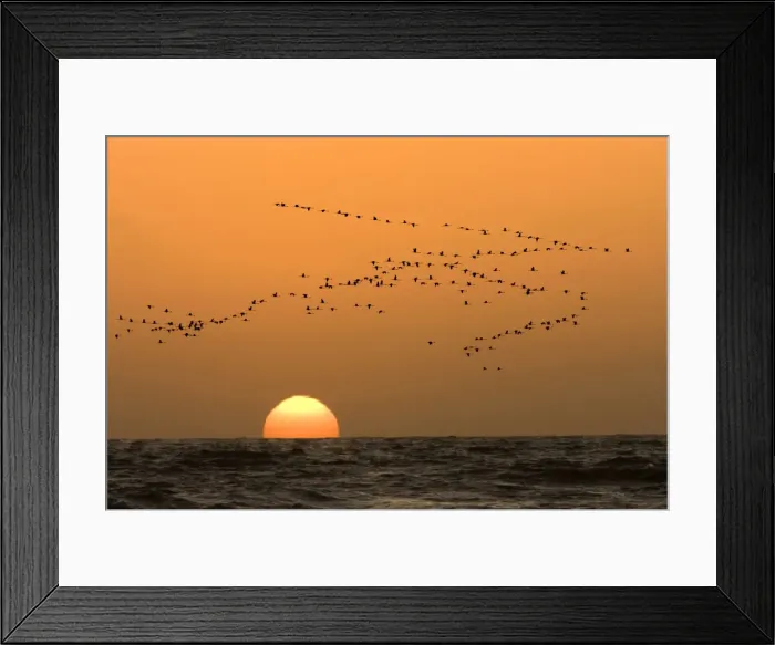Framed Print : Flamingo Flock In flight at sunset over the Atlantic Namibian Coast near Swakopmund, Namibia, Africa Framed Print : Flamingo Flock In flight at sunset over the Atlantic Namibian Coast near Swakopmund, Namibia, Africa