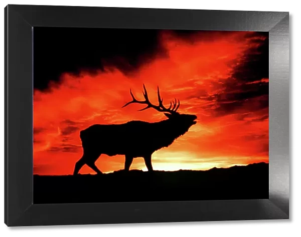 American Wapiti  /  Elk - Bugling at sunset