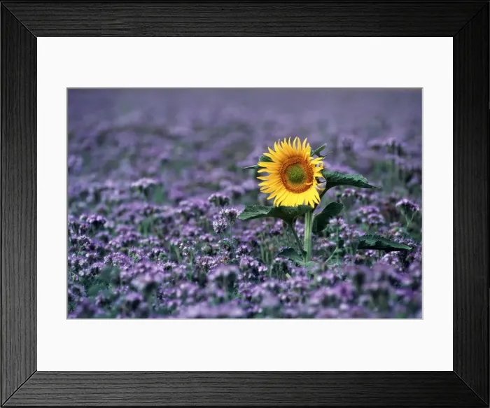 Framed Print : SUNFLOWER - In purple flowerfield Framed Print : SUNFLOWER - In purple flowerfield