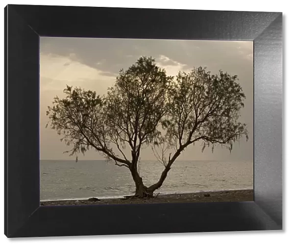 Tamarisk tree, by the sea. Chios, Greece