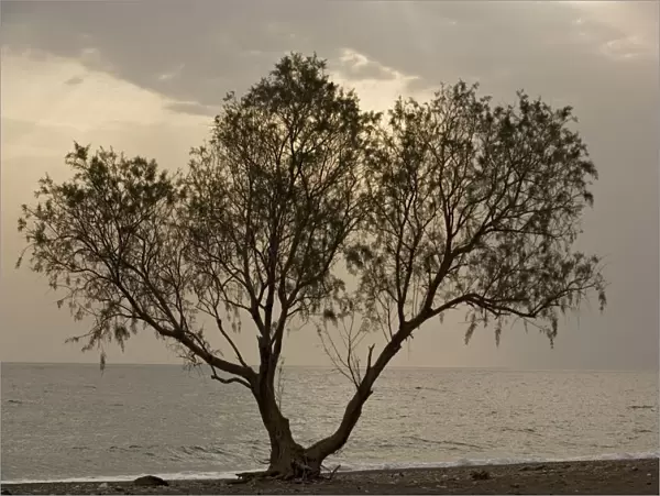Tamarisk tree, by the sea. Chios, Greece