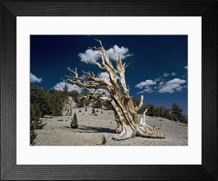 Framed Print : Bristlecone pine trees - very ancient standing tree, with young trees / seedlings around it. At c. 11, 000 ft in the White Mountains Framed Print : Bristlecone pine trees - very ancient standing tree, with young trees / seedlings around it. At c. 11, 000 ft in the White Mountains