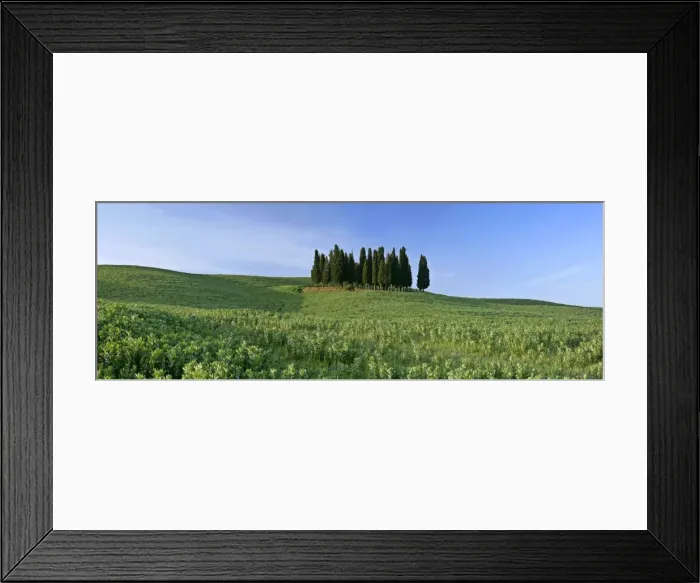 Framed Print : Cypress grove situated on hill Val d Orcia, Tuscany, Italy Framed Print : Cypress grove situated on hill Val d Orcia, Tuscany, Italy