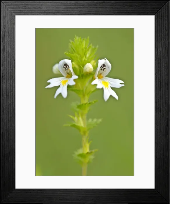 Framed Print : Eyebright blossom on a meadow Baden-Wuerttemberg, Germany Framed Print : Eyebright blossom on a meadow Baden-Wuerttemberg, Germany