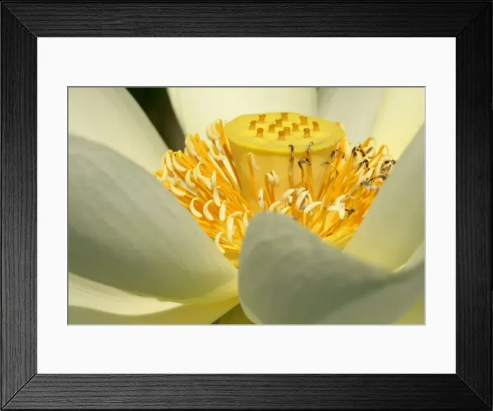 Framed Print : Water lily detail of a blossom Baden-Wuerttemberg, Germany Framed Print : Water lily detail of a blossom Baden-Wuerttemberg, Germany