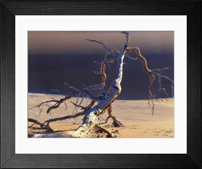 Framed Print : Sossusvlei dead camelthorn tree in dune namib Sossusvlei, Namib Naukluft Park, Namibia, Africa Framed Print : Sossusvlei dead camelthorn tree in dune namib Sossusvlei, Namib Naukluft Park, Namibia, Africa