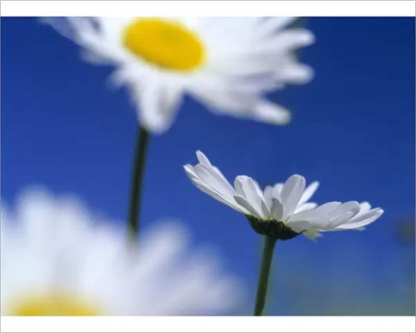 Oxeye daisies blossoms against blue sky Baden-Wuerttemberg, Germany