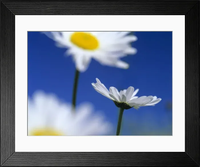 Framed Print : Oxeye daisies blossoms against blue sky Baden-Wuerttemberg, Germany Framed Print : Oxeye daisies blossoms against blue sky Baden-Wuerttemberg, Germany