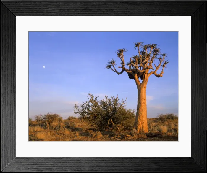 Framed Print : Quiver tree and moon in early morning light Augrabis Falls National Park, Northern Cape Province, South Africa Framed Print : Quiver tree and moon in early morning light Augrabis Falls National Park, Northern Cape Province, South Africa