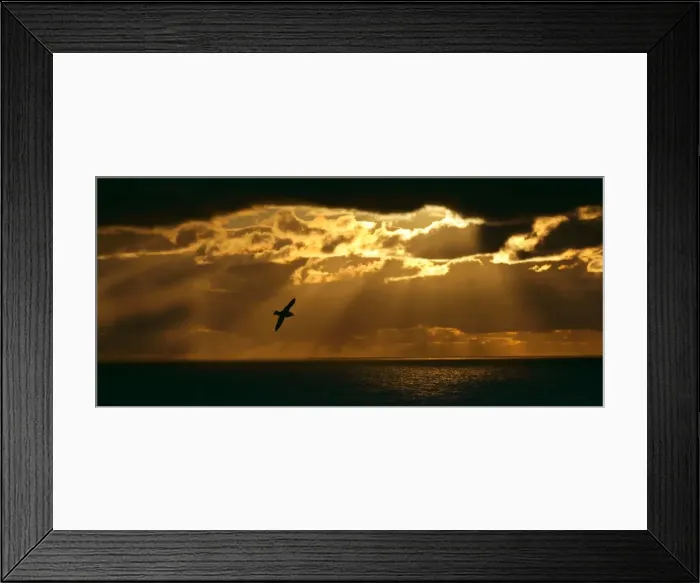 Framed Print : Fulmar in flight in front of spectacular lighting with sun beams breaking through heavy clouds Eshaness, Northmavine, North Mainland, Shetland Isles, UK Framed Print : Fulmar in flight in front of spectacular lighting with sun beams breaking through heavy clouds Eshaness, Northmavine, North Mainland, Shetland Isles, UK