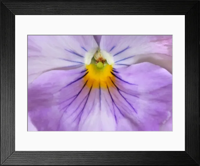 Framed Print : Garden Pansy detail of a lilac and yellow coloured pansy blossom Germany Framed Print : Garden Pansy detail of a lilac and yellow coloured pansy blossom Germany