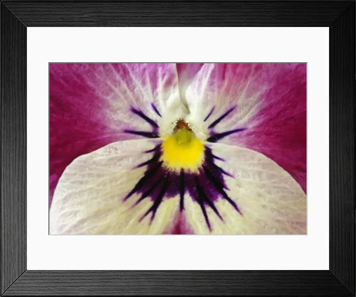 Framed Print : Garden Pansy detail of a yellow, pink and white coloured pansy blossom Germany Framed Print : Garden Pansy detail of a yellow, pink and white coloured pansy blossom Germany
