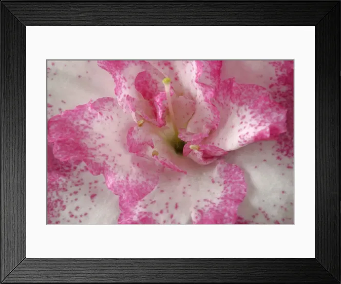 Framed Print : Azalea detail of a pink and white coloured azalea blossom Germany Framed Print : Azalea detail of a pink and white coloured azalea blossom Germany