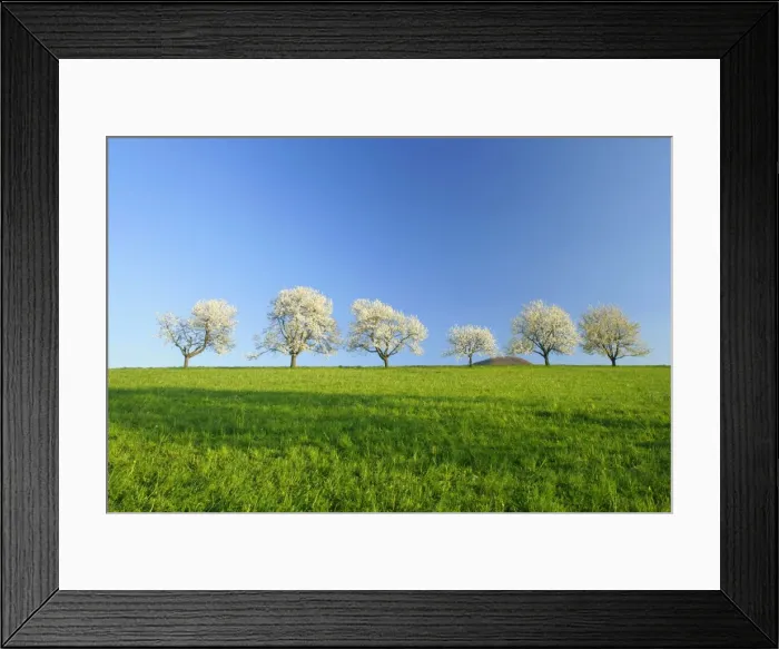 Framed Print : Cherry trees Six flowering cherry trees in a row against blue sky in early spring Baden-Wuerttemberg, Germany Framed Print : Cherry trees Six flowering cherry trees in a row against blue sky in early spring Baden-Wuerttemberg, Germany