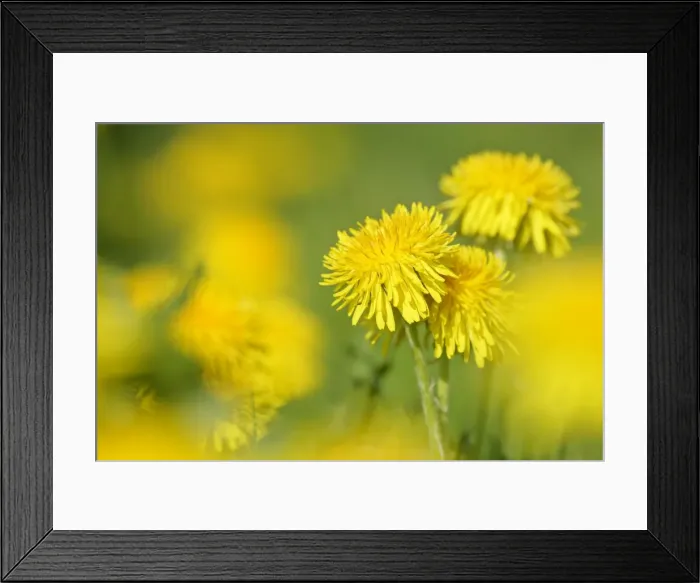 Framed Print : Dandelions in full bloom on a meadow in spring Baden-Wuerttemberg, Germany Framed Print : Dandelions in full bloom on a meadow in spring Baden-Wuerttemberg, Germany