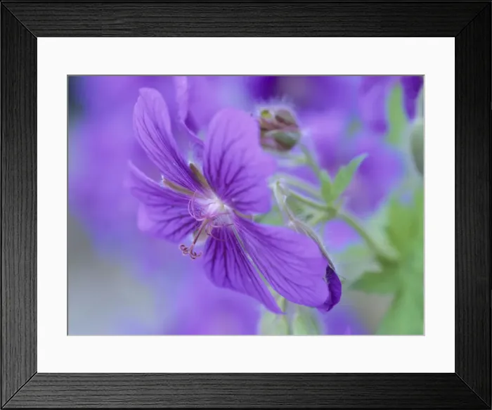 Framed Print : Geranium detail of blossom Baden-Wuerttemberg, Germany Framed Print : Geranium detail of blossom Baden-Wuerttemberg, Germany