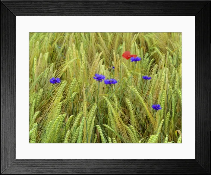 Framed Print : corn flowers and field poppy growing amidst barley field Baden-Wuerttemberg, Germany Framed Print : corn flowers and field poppy growing amidst barley field Baden-Wuerttemberg, Germany