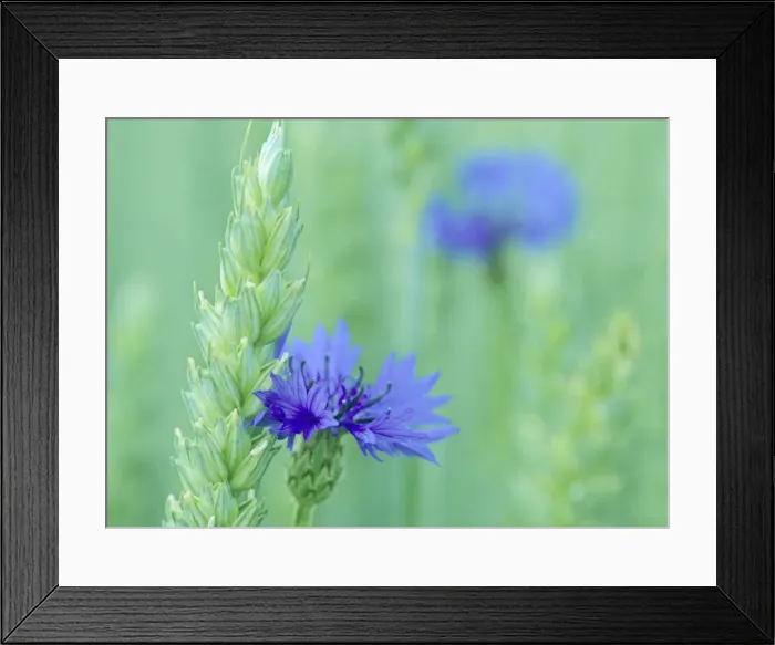 Framed Print : Cornflowers growing amidst wheat field Baden-Wuerttemberg, Germany Framed Print : Cornflowers growing amidst wheat field Baden-Wuerttemberg, Germany