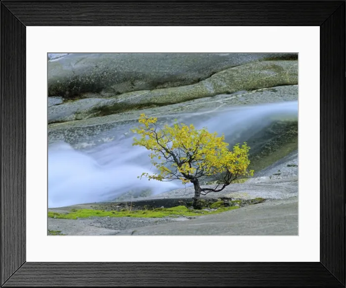 Framed Print : Mountain birch growing amidst polished rocks near Nigardsbreen glacier Jostedalsbreen National Park, Norway Framed Print : Mountain birch growing amidst polished rocks near Nigardsbreen glacier Jostedalsbreen National Park, Norway
