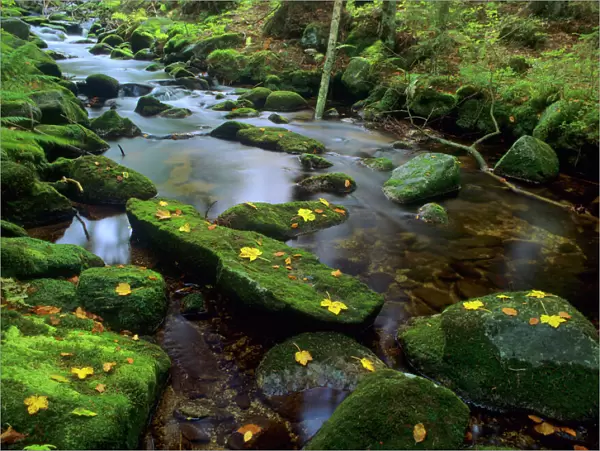 Mountain brook with moss-covered rocks flowing through primeval forest in autumn Bavarian Forest National Park, Bavaria, Germany