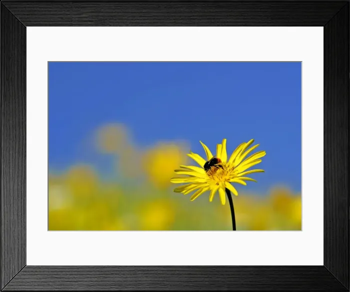Framed Print : Meadow Salsify and Bumblebee (Bombus lapidarius) red-tailed bumblebee gathering nectar on blossom Baden-Wuerttemberg, Germany