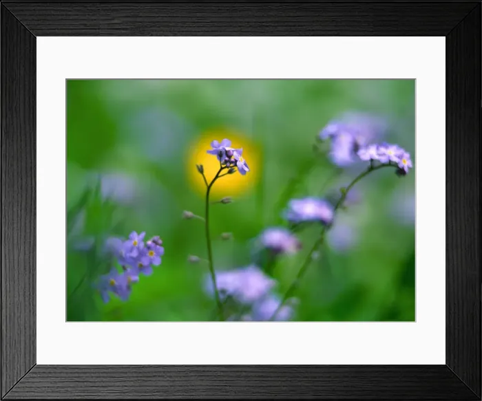 Framed Print : Forget-me-not - flowers UK garden Framed Print : Forget-me-not - flowers UK garden