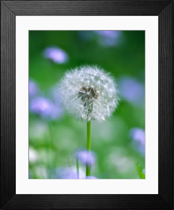 Framed Print : Dandelion seed head UK garden Framed Print : Dandelion seed head UK garden
