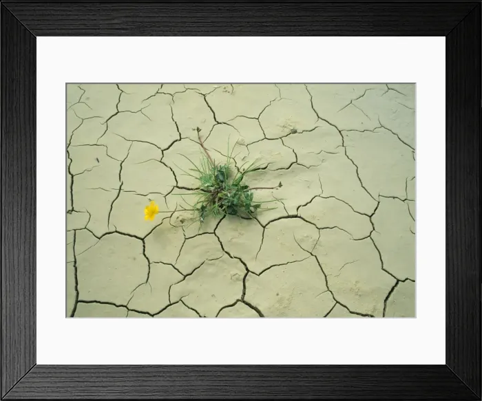 Framed Print : Drought - Buttercup growing in cracked earth Framed Print : Drought - Buttercup growing in cracked earth