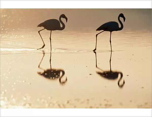 Greater Flamingo Evening at the Laguna de Fuente de Piedra near the town of Antequera, Andalucia, province of Malaga Spain. Largest natural lake in Andalucia & Europe's only inland breeding ground for this species