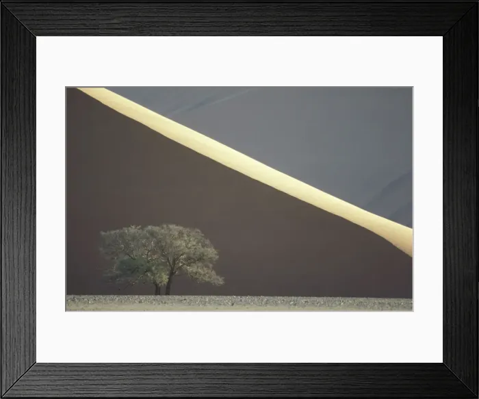 Framed Print : Camelthorn Tree - At a sand sand dune in the Namib Desert. Namib-Naukluft Park, Namibia Framed Print : Camelthorn Tree - At a sand sand dune in the Namib Desert. Namib-Naukluft Park, Namibia