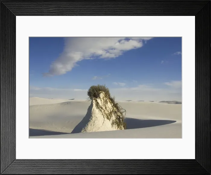 Framed Print : USA - Skunkbush Sumac is a woody plant that flourish in the dune field. As the dunes move on, the Sumac's roots allow the plant to hold on to the sand soil needed to keep it alive and at the same height as when the dune was present Framed Print : USA - Skunkbush Sumac is a woody plant that flourish in the dune field. As the dunes move on, the Sumac's roots allow the plant to hold on to the sand soil needed to keep it alive and at the same height as when the dune was present
